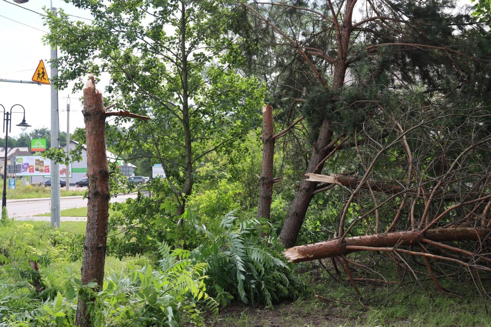 Zdjęcie w galerii na portalu naszwodzislaw.com: Miasto walczy ze skutkami nawałnicy [FOTO] wiadomości z regionu