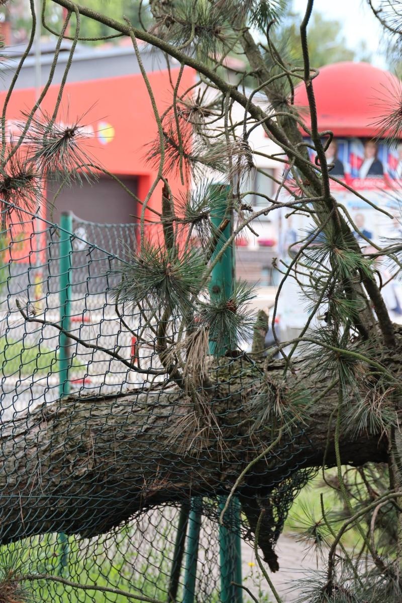 Zdjęcie w galerii na portalu naszwodzislaw.com: Miasto walczy ze skutkami nawałnicy [FOTO] wiadomości z regionu