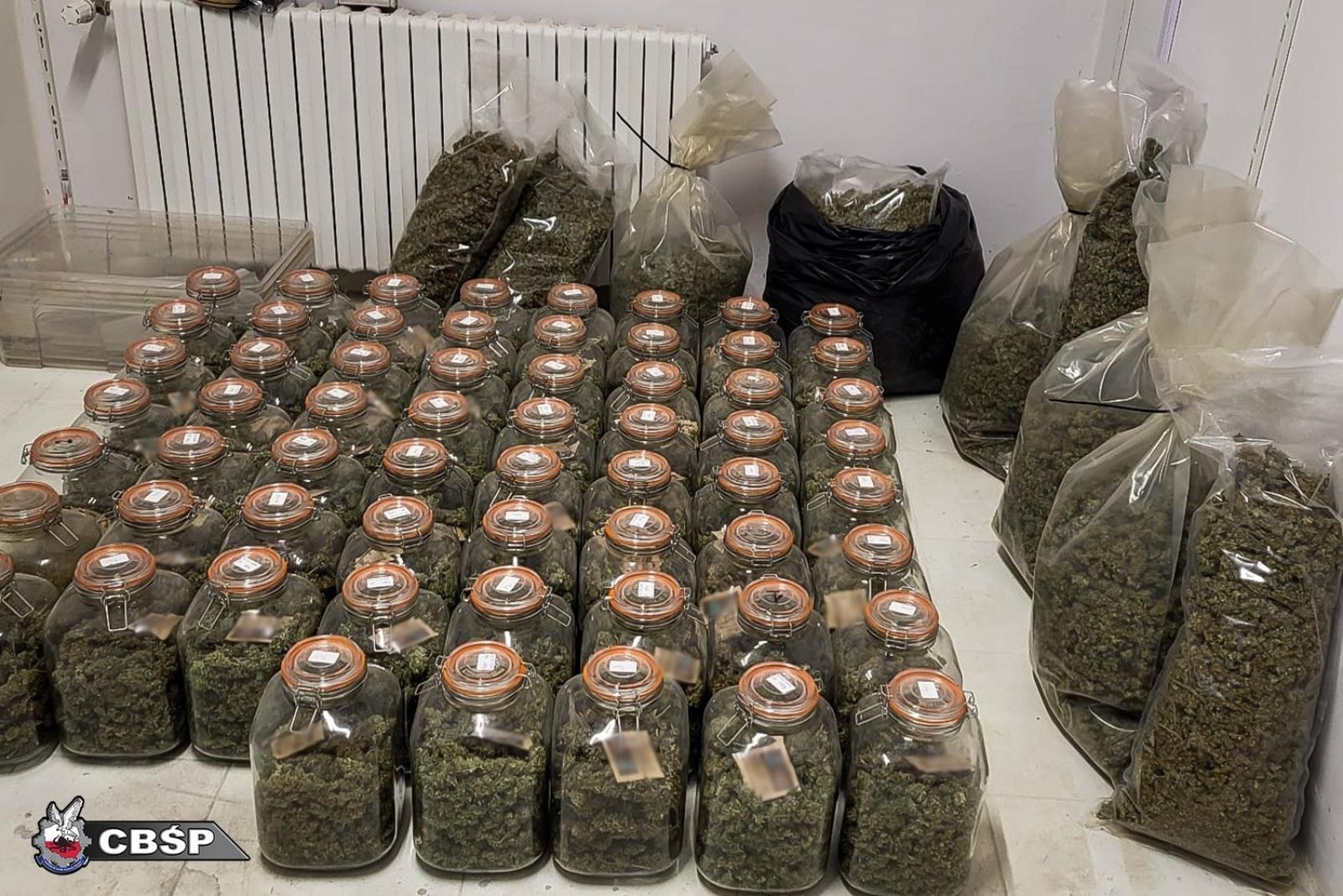 Zdjęcie w galerii na portalu naszwodzislaw.com: Zlikwidowano dwie nielegalne plantacje marihuany. Pięć osób zatrzymanych wiadomości z regionu