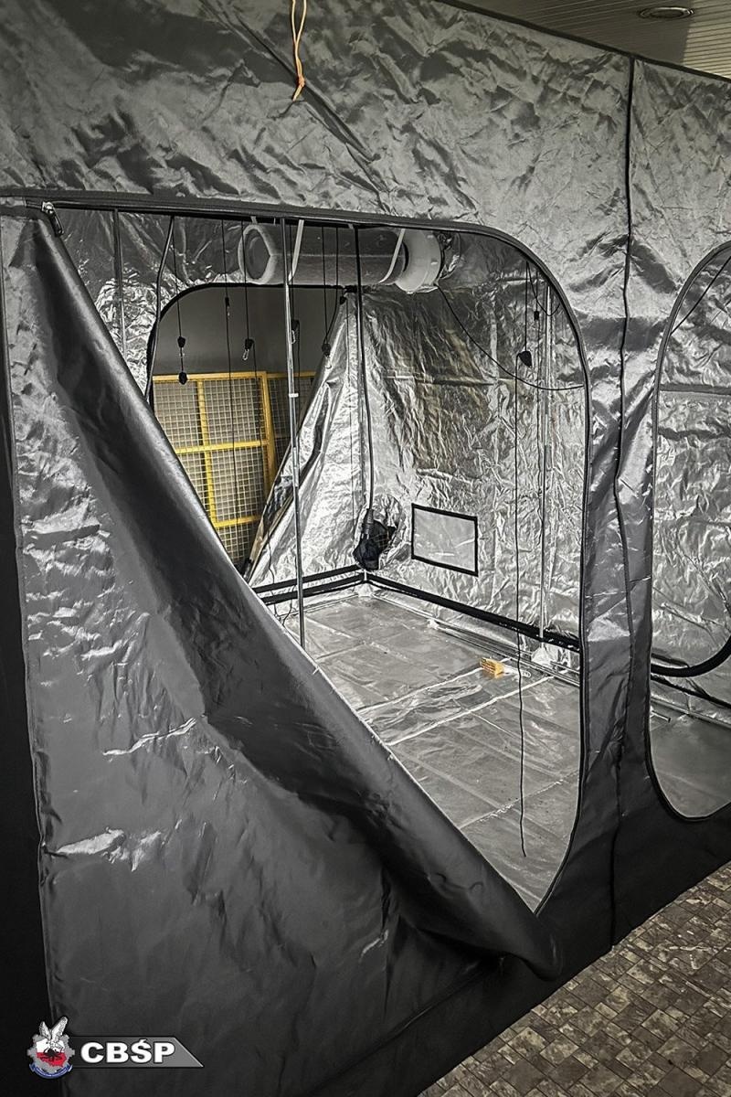 Zdjęcie w galerii na portalu naszwodzislaw.com: Zlikwidowano dwie nielegalne plantacje marihuany. Pięć osób zatrzymanych wiadomości z regionu