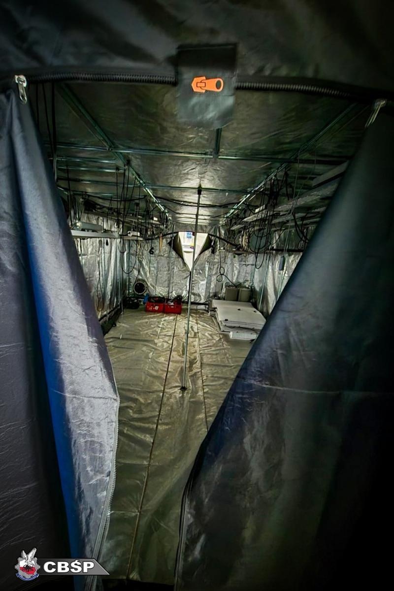 Zdjęcie w galerii na portalu naszwodzislaw.com: Zlikwidowano dwie nielegalne plantacje marihuany. Pięć osób zatrzymanych wiadomości z regionu