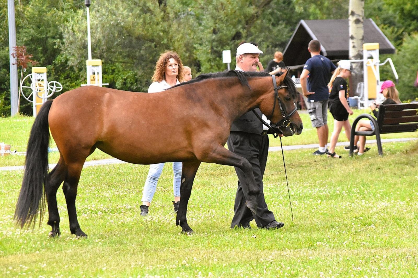 Zdjęcie w galerii na portalu naszwodzislaw.com: Lorens G. zwycięzcą Pokazu Koni Wszystkich Ras w Krostoszowicach wiadomości z regionu