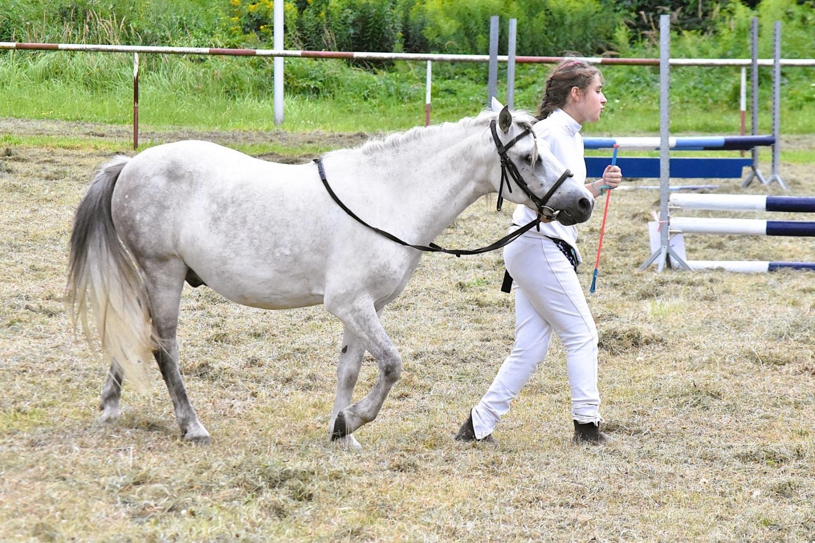 Zdjęcie w galerii na portalu naszwodzislaw.com: Lorens G. zwycięzcą Pokazu Koni Wszystkich Ras w Krostoszowicach wiadomości z regionu