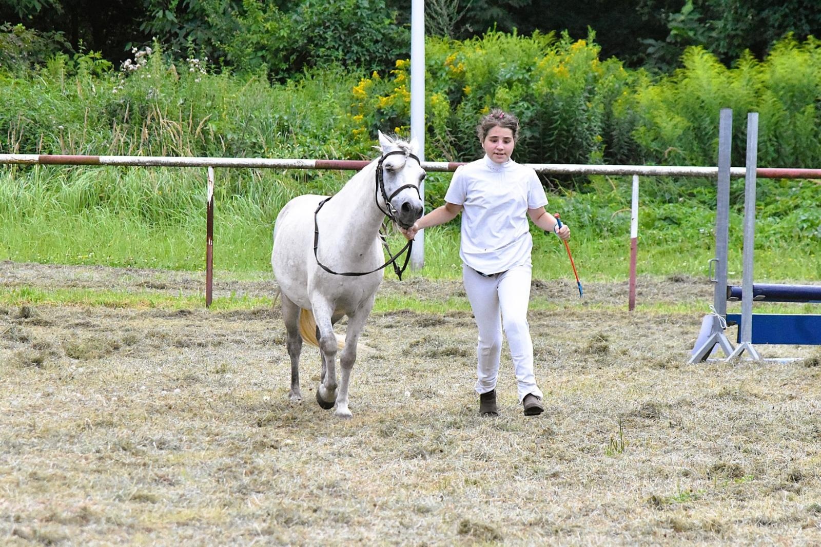 Zdjęcie w galerii na portalu naszwodzislaw.com: Lorens G. zwycięzcą Pokazu Koni Wszystkich Ras w Krostoszowicach wiadomości z regionu