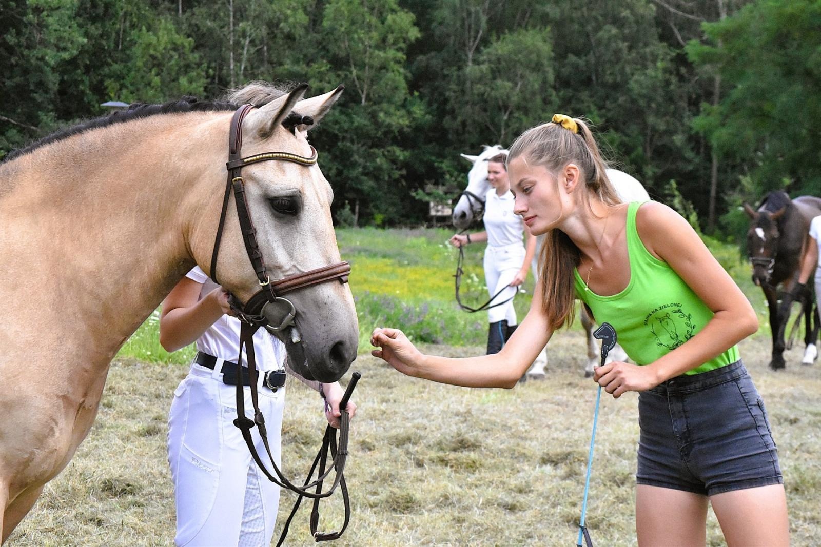 Zdjęcie w galerii na portalu naszwodzislaw.com: Lorens G. zwycięzcą Pokazu Koni Wszystkich Ras w Krostoszowicach wiadomości z regionu