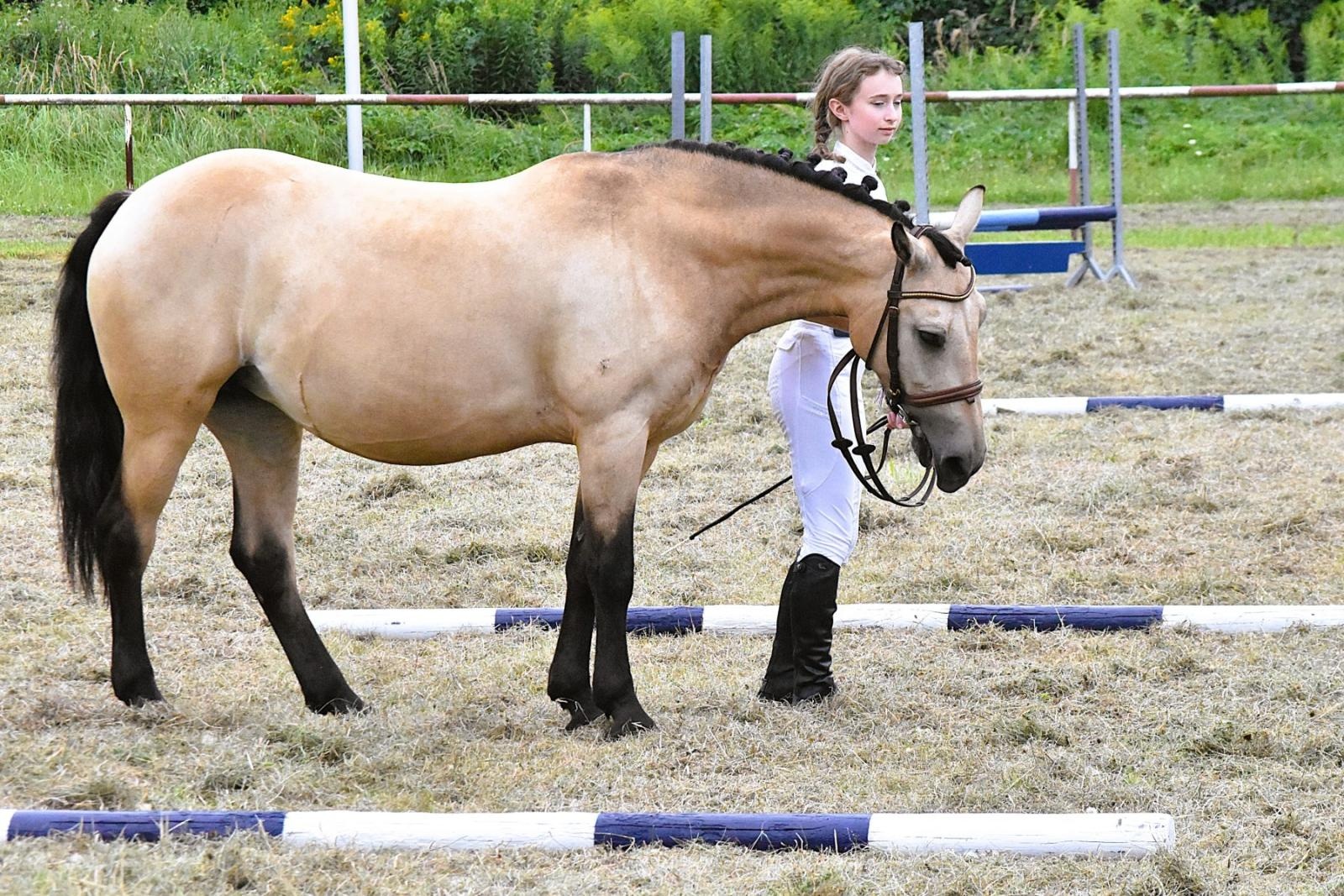 Zdjęcie w galerii na portalu naszwodzislaw.com: Lorens G. zwycięzcą Pokazu Koni Wszystkich Ras w Krostoszowicach wiadomości z regionu