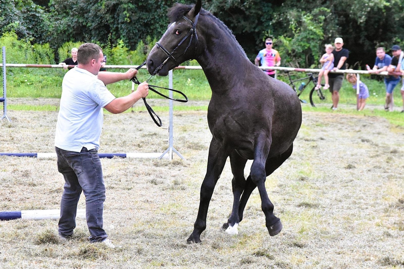 Zdjęcie w galerii na portalu naszwodzislaw.com: Lorens G. zwycięzcą Pokazu Koni Wszystkich Ras w Krostoszowicach wiadomości z regionu