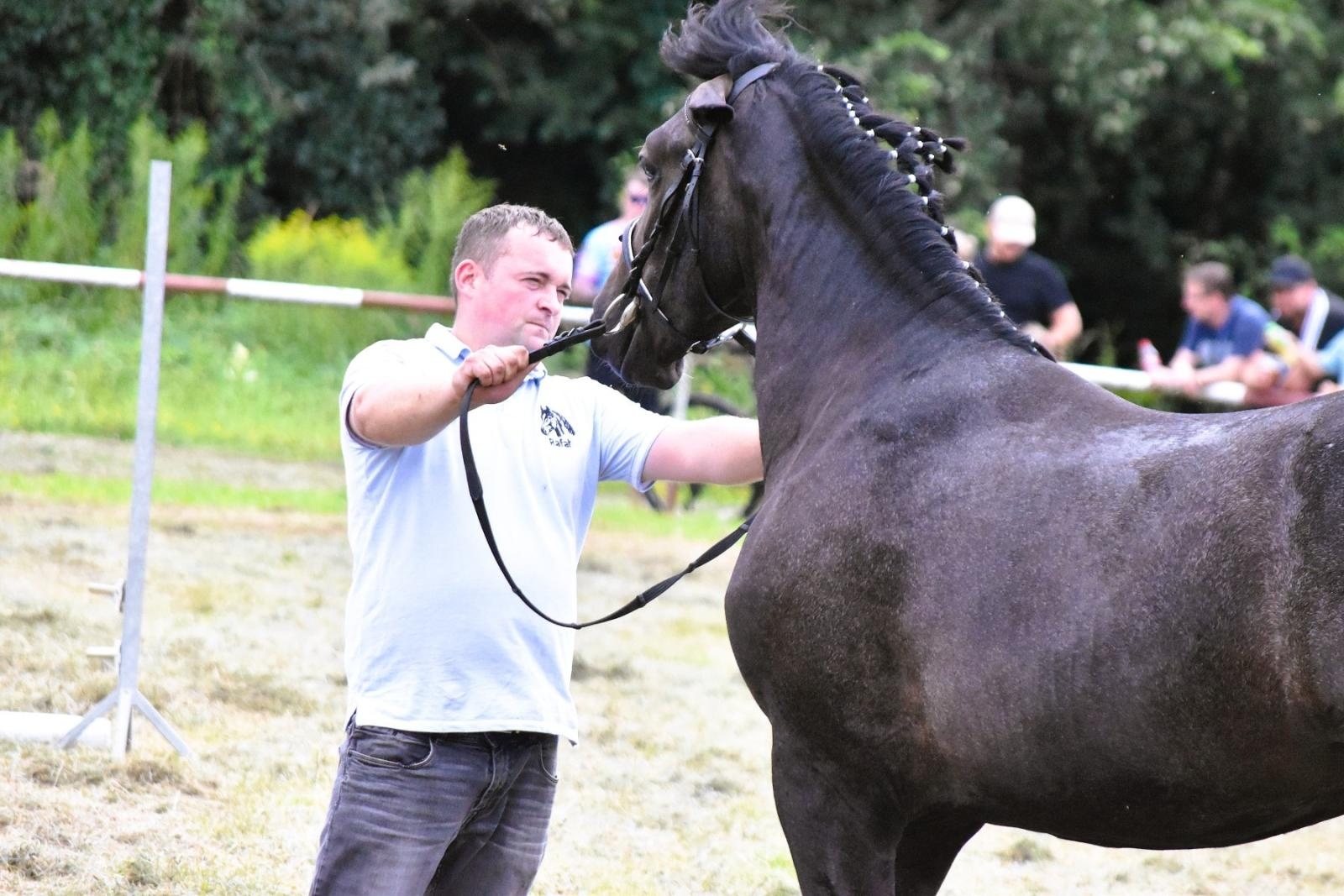 Zdjęcie w galerii na portalu naszwodzislaw.com: Lorens G. zwycięzcą Pokazu Koni Wszystkich Ras w Krostoszowicach wiadomości z regionu