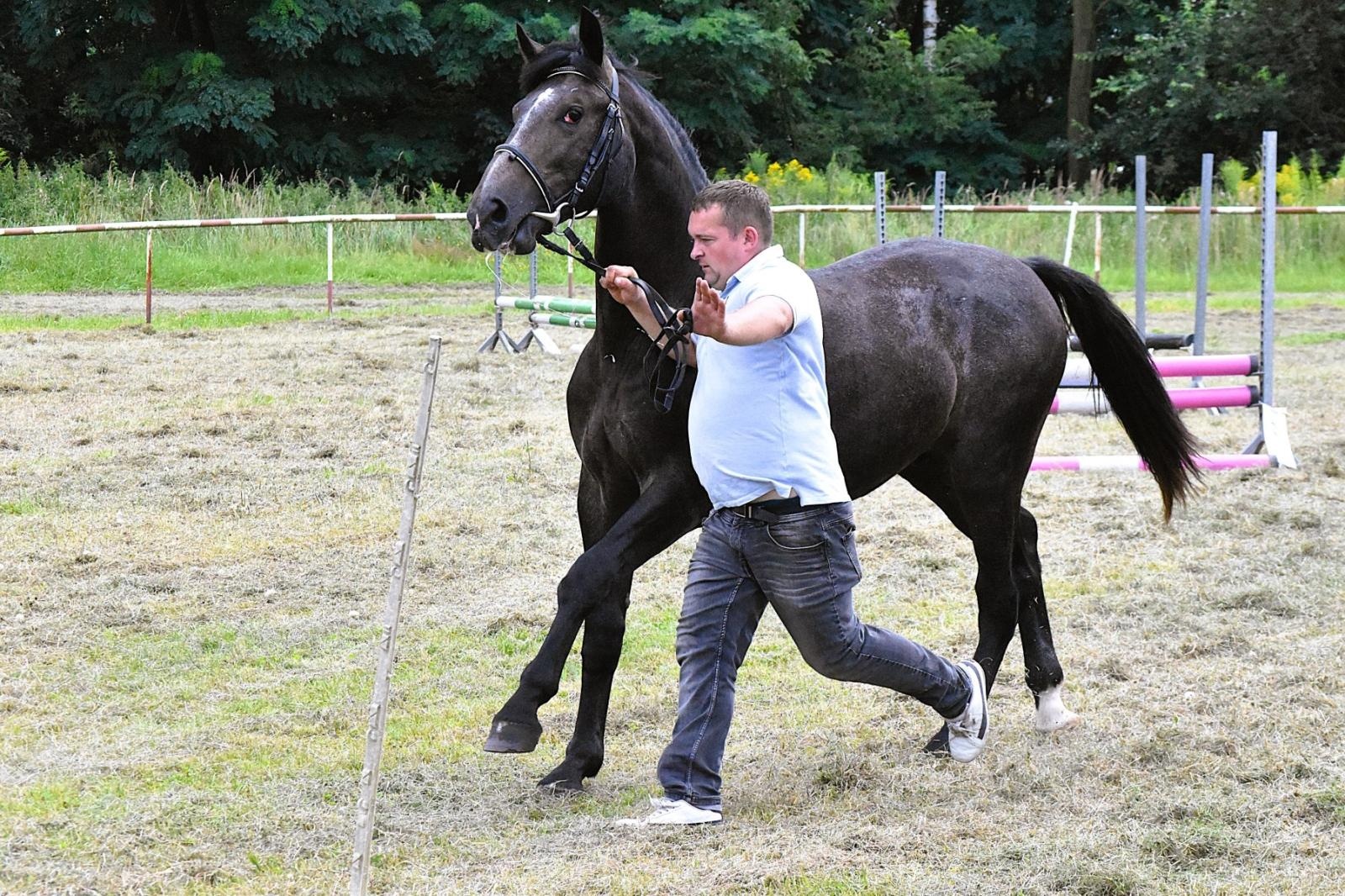 Zdjęcie w galerii na portalu naszwodzislaw.com: Lorens G. zwycięzcą Pokazu Koni Wszystkich Ras w Krostoszowicach wiadomości z regionu