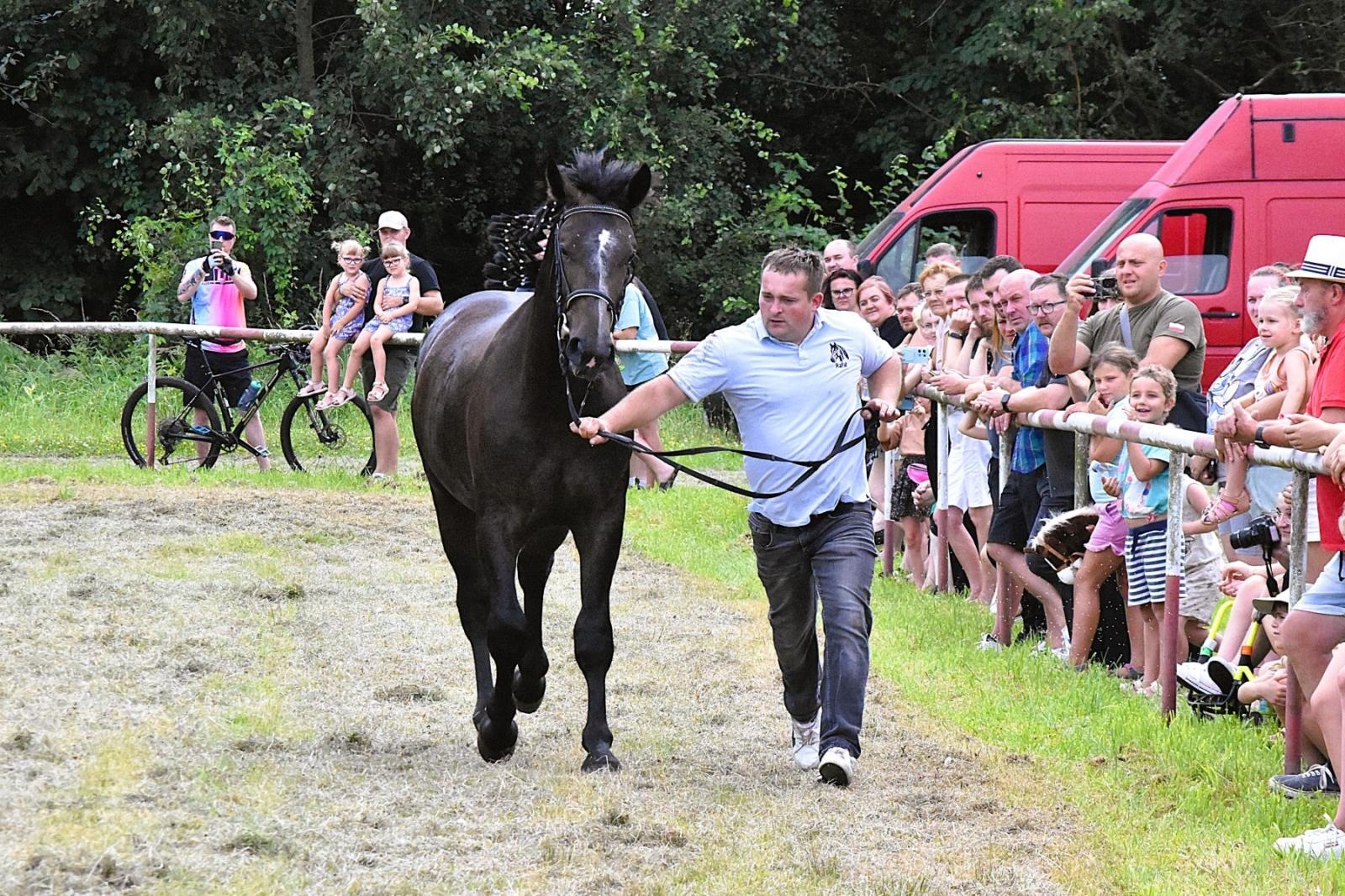 Zdjęcie w galerii na portalu naszwodzislaw.com: Lorens G. zwycięzcą Pokazu Koni Wszystkich Ras w Krostoszowicach wiadomości z regionu