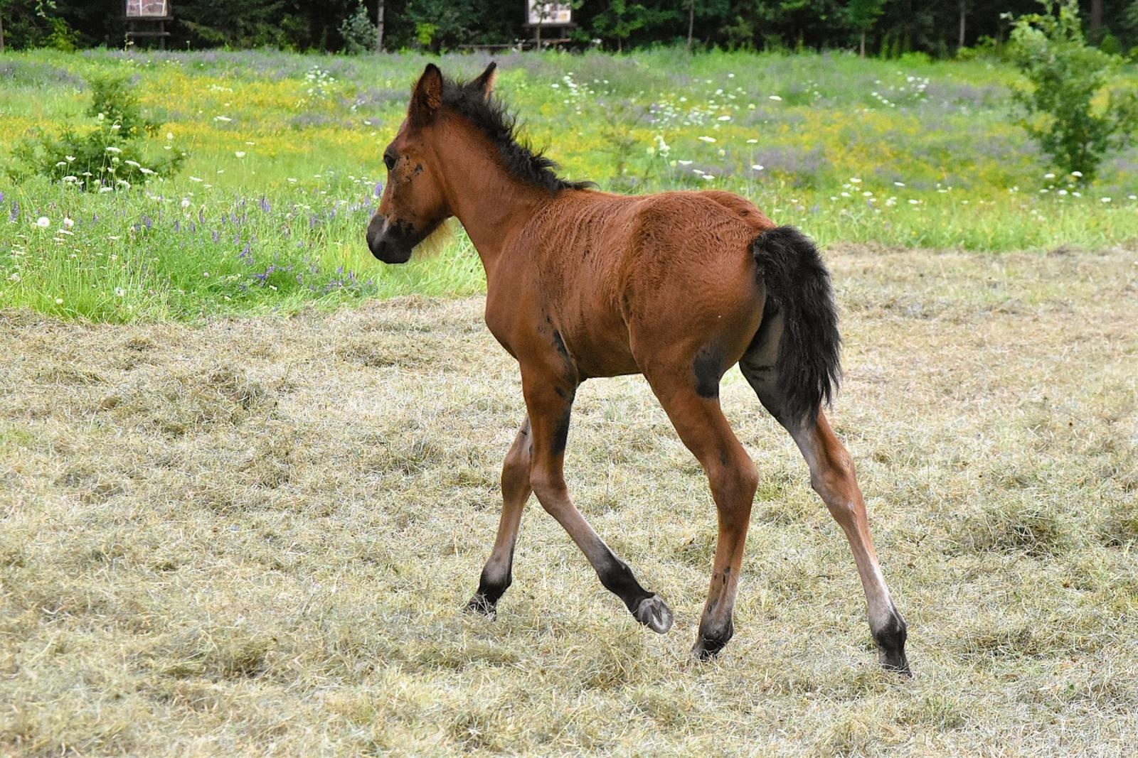 Zdjęcie w galerii na portalu naszwodzislaw.com: Lorens G. zwycięzcą Pokazu Koni Wszystkich Ras w Krostoszowicach wiadomości z regionu