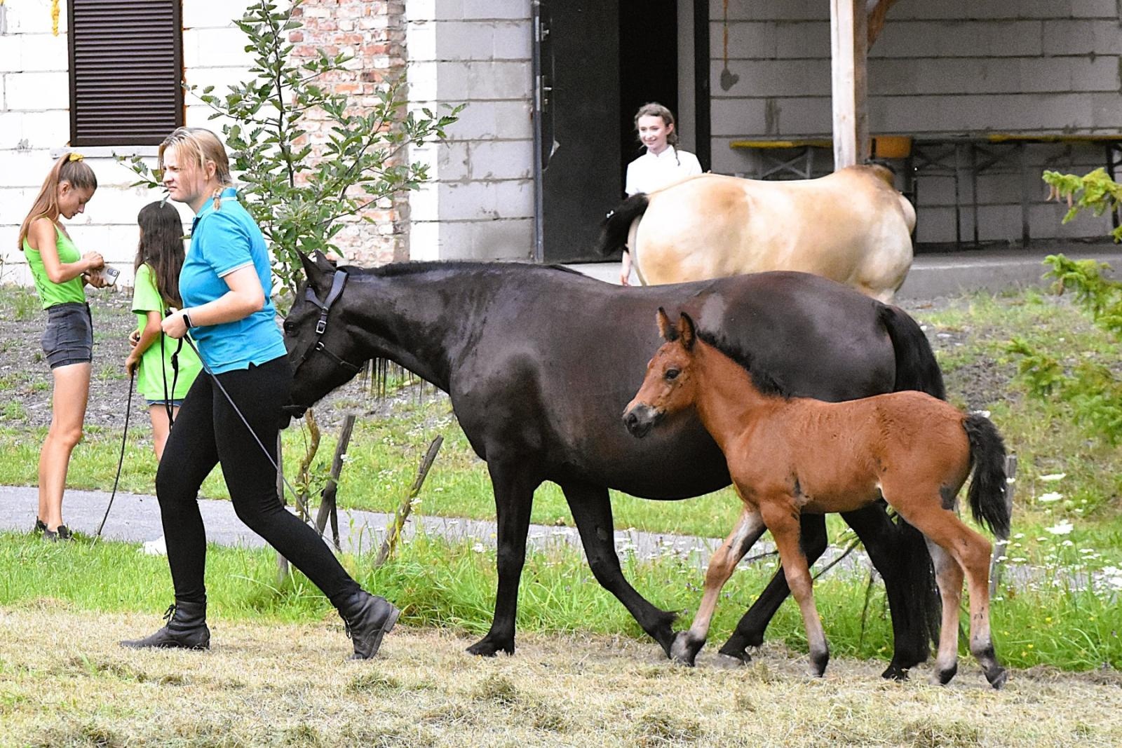 Zdjęcie w galerii na portalu naszwodzislaw.com: Lorens G. zwycięzcą Pokazu Koni Wszystkich Ras w Krostoszowicach wiadomości z regionu