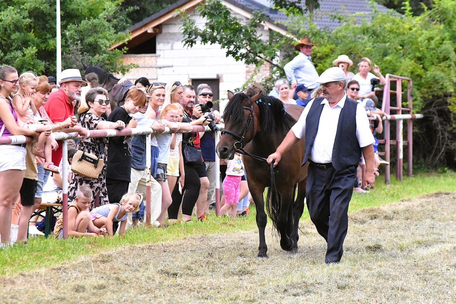 Zdjęcie w galerii na portalu naszwodzislaw.com: Lorens G. zwycięzcą Pokazu Koni Wszystkich Ras w Krostoszowicach wiadomości z regionu