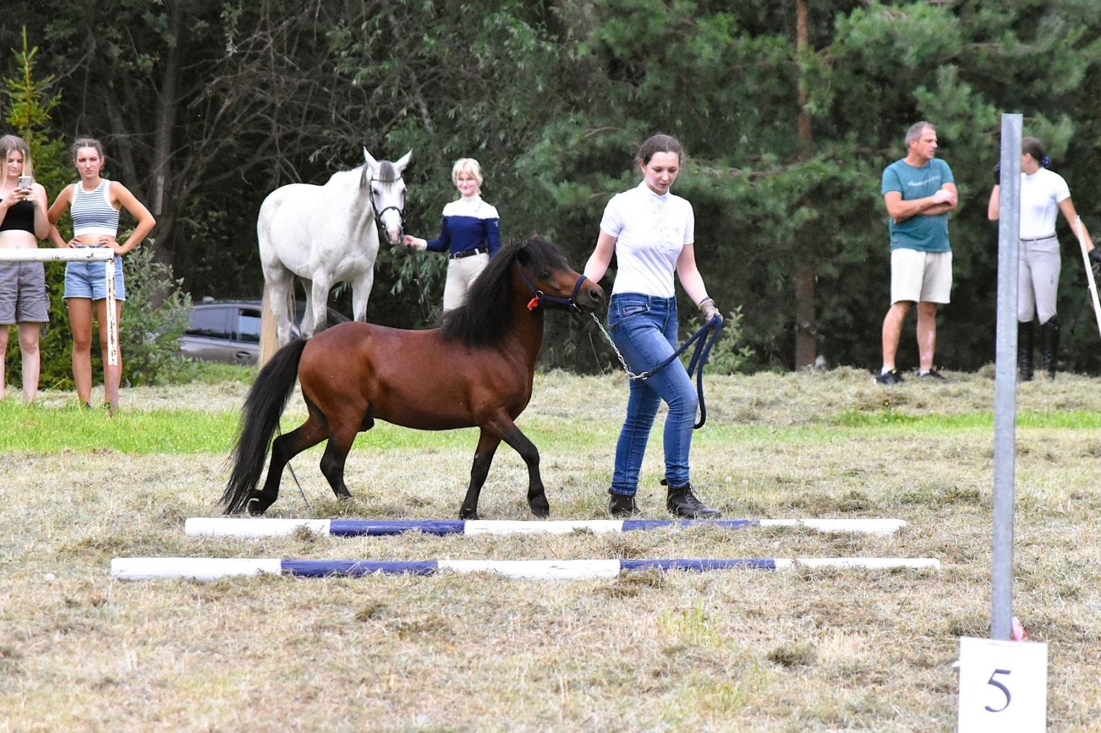 Zdjęcie w galerii na portalu naszwodzislaw.com: Lorens G. zwycięzcą Pokazu Koni Wszystkich Ras w Krostoszowicach wiadomości z regionu