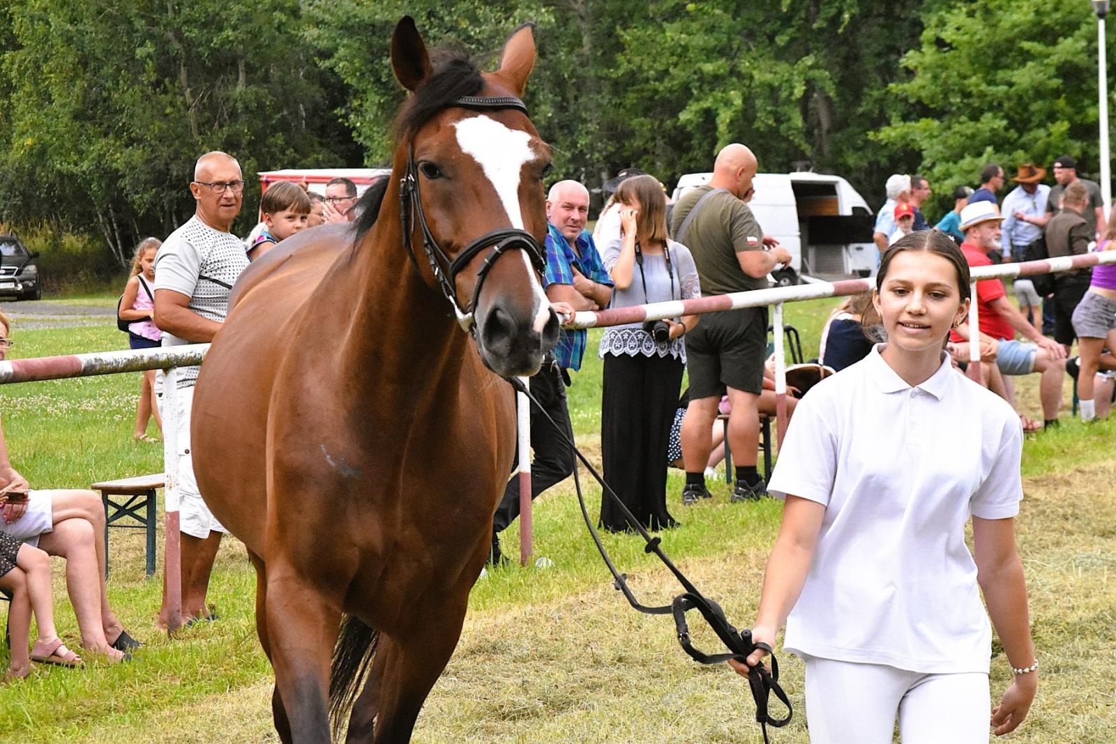 Zdjęcie w galerii na portalu naszwodzislaw.com: Lorens G. zwycięzcą Pokazu Koni Wszystkich Ras w Krostoszowicach wiadomości z regionu