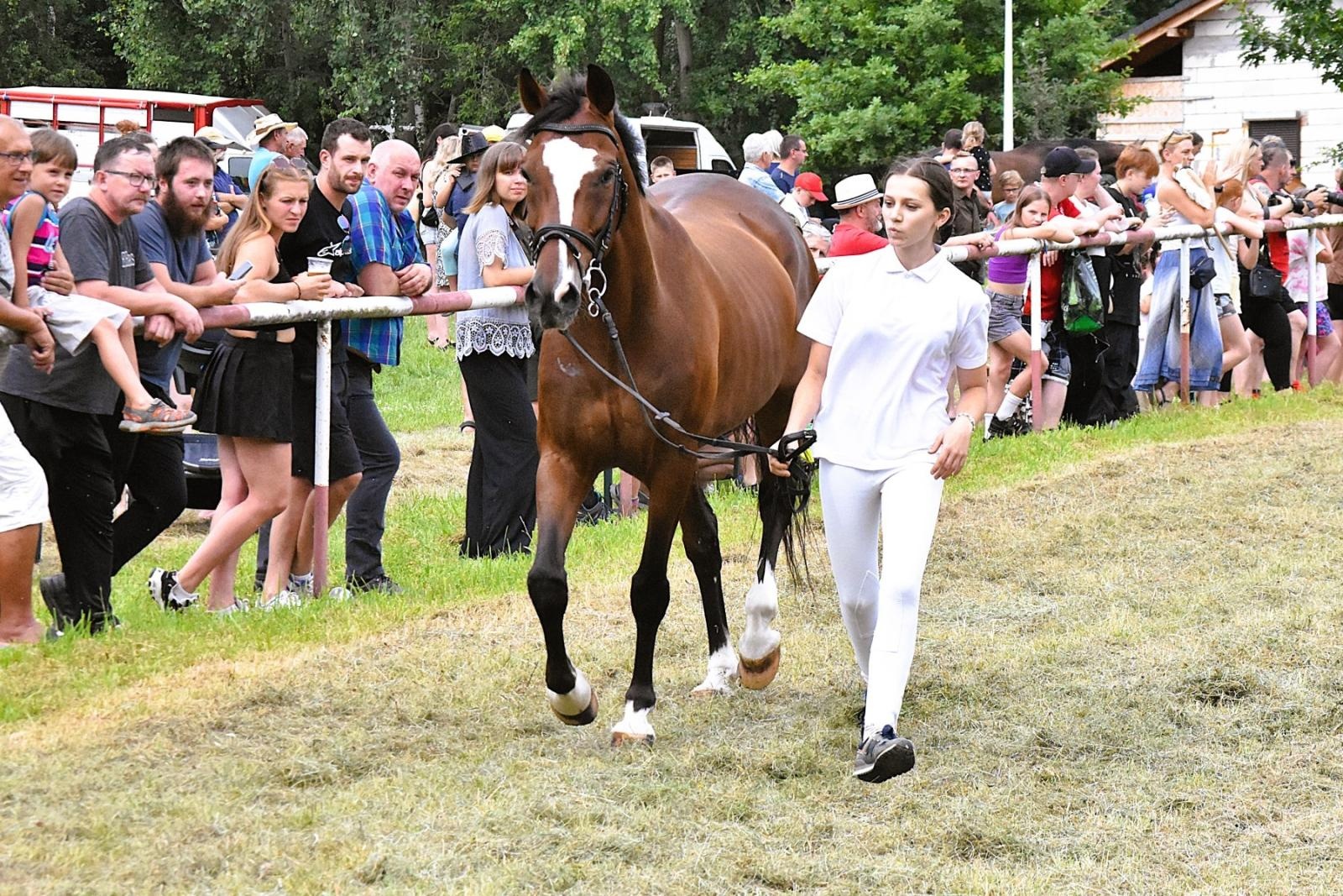 Zdjęcie w galerii na portalu naszwodzislaw.com: Lorens G. zwycięzcą Pokazu Koni Wszystkich Ras w Krostoszowicach wiadomości z regionu