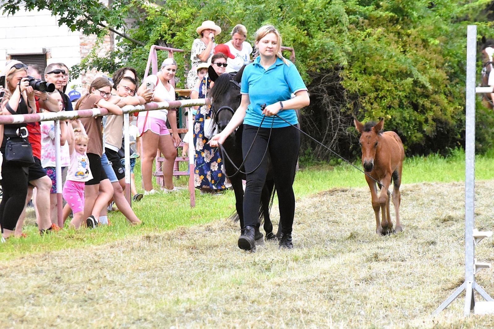 Zdjęcie w galerii na portalu naszwodzislaw.com: Lorens G. zwycięzcą Pokazu Koni Wszystkich Ras w Krostoszowicach wiadomości z regionu