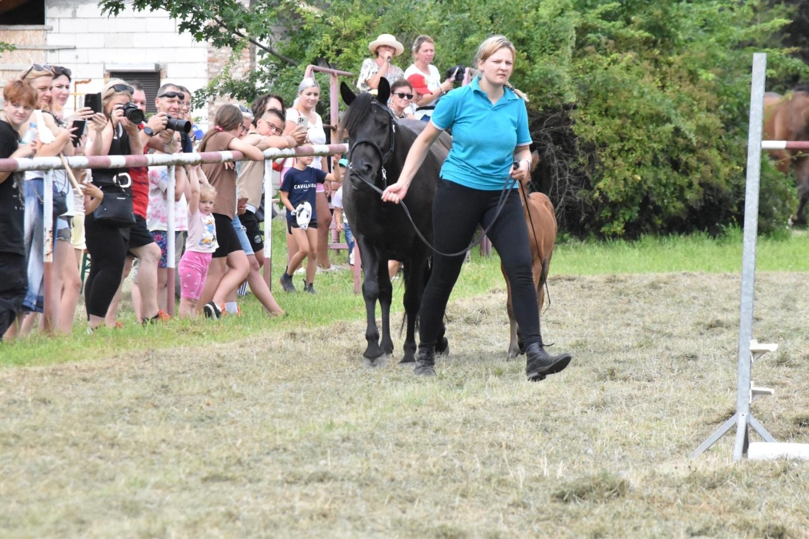 Zdjęcie w galerii na portalu naszwodzislaw.com: Lorens G. zwycięzcą Pokazu Koni Wszystkich Ras w Krostoszowicach wiadomości z regionu