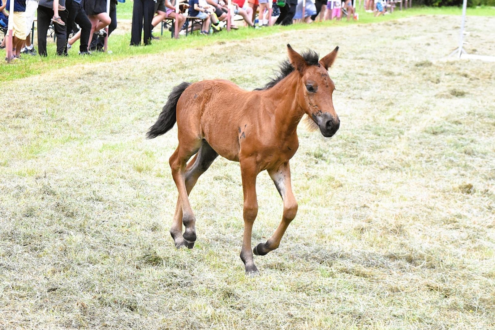 Zdjęcie w galerii na portalu naszwodzislaw.com: Lorens G. zwycięzcą Pokazu Koni Wszystkich Ras w Krostoszowicach wiadomości z regionu