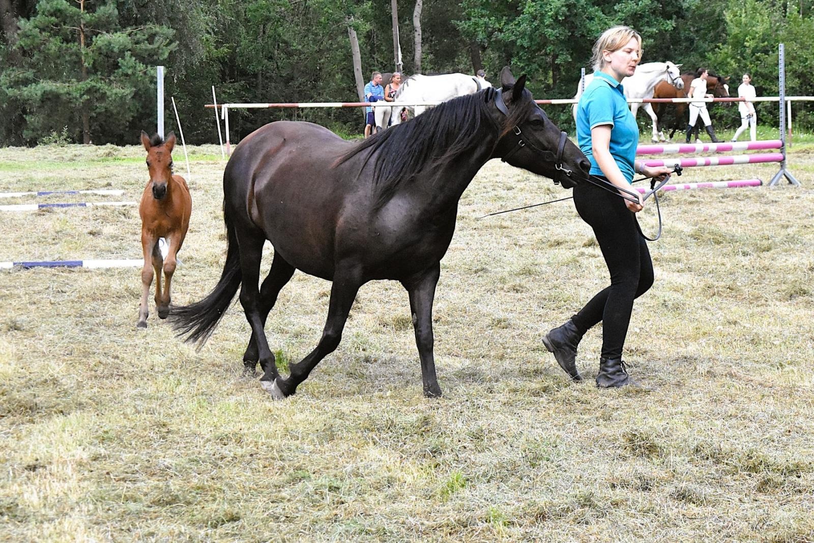 Zdjęcie w galerii na portalu naszwodzislaw.com: Lorens G. zwycięzcą Pokazu Koni Wszystkich Ras w Krostoszowicach wiadomości z regionu