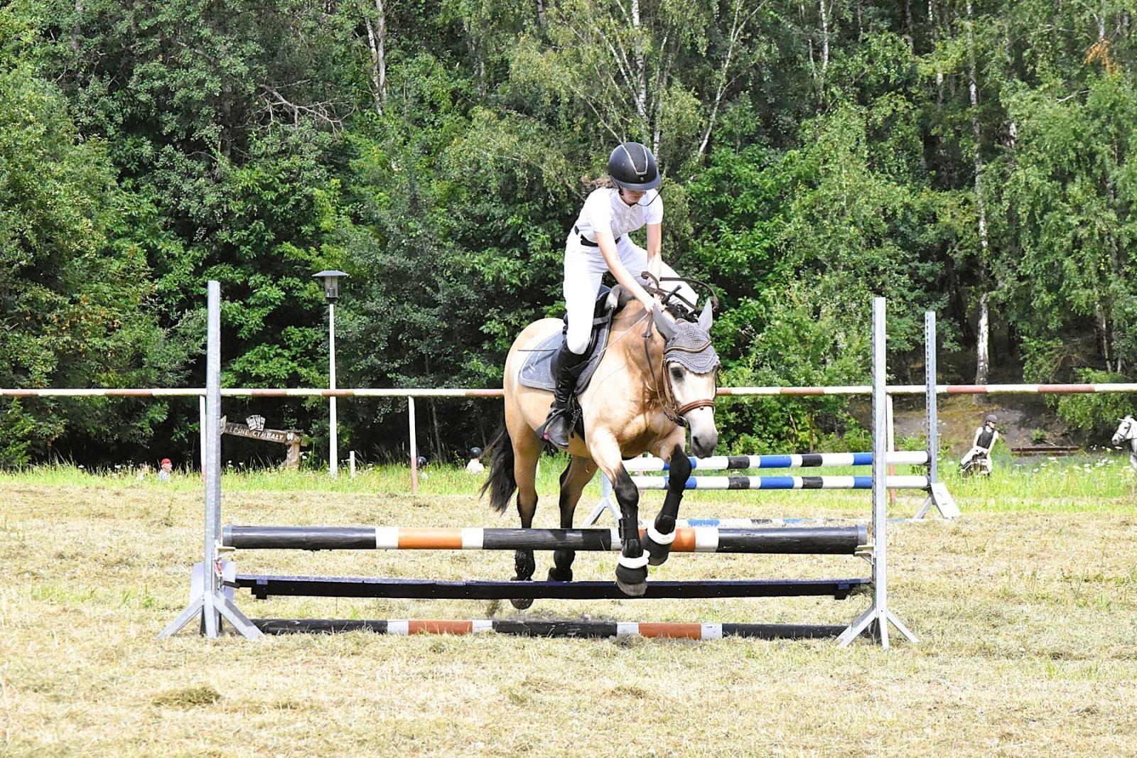 Zdjęcie w galerii na portalu naszwodzislaw.com: Lorens G. zwycięzcą Pokazu Koni Wszystkich Ras w Krostoszowicach wiadomości z regionu
