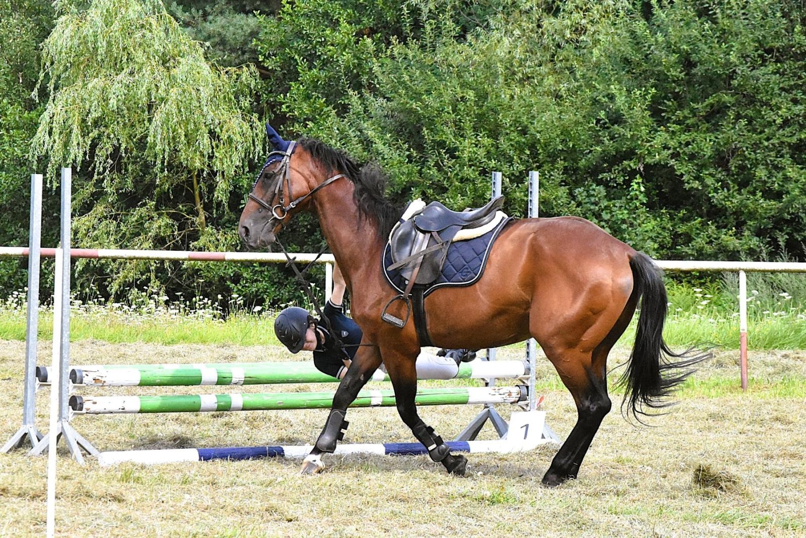 Zdjęcie w galerii na portalu naszwodzislaw.com: Lorens G. zwycięzcą Pokazu Koni Wszystkich Ras w Krostoszowicach wiadomości z regionu