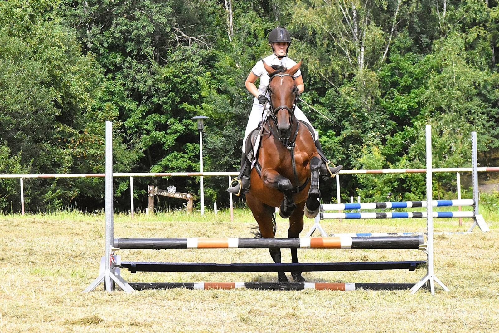 Zdjęcie w galerii na portalu naszwodzislaw.com: Lorens G. zwycięzcą Pokazu Koni Wszystkich Ras w Krostoszowicach wiadomości z regionu