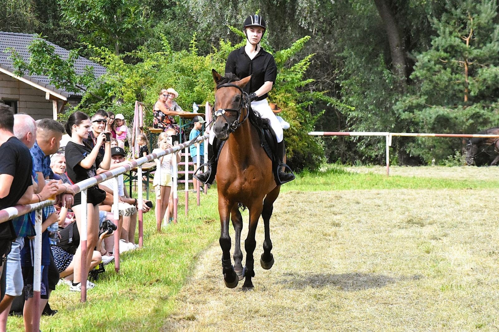 Zdjęcie w galerii na portalu naszwodzislaw.com: Lorens G. zwycięzcą Pokazu Koni Wszystkich Ras w Krostoszowicach wiadomości z regionu