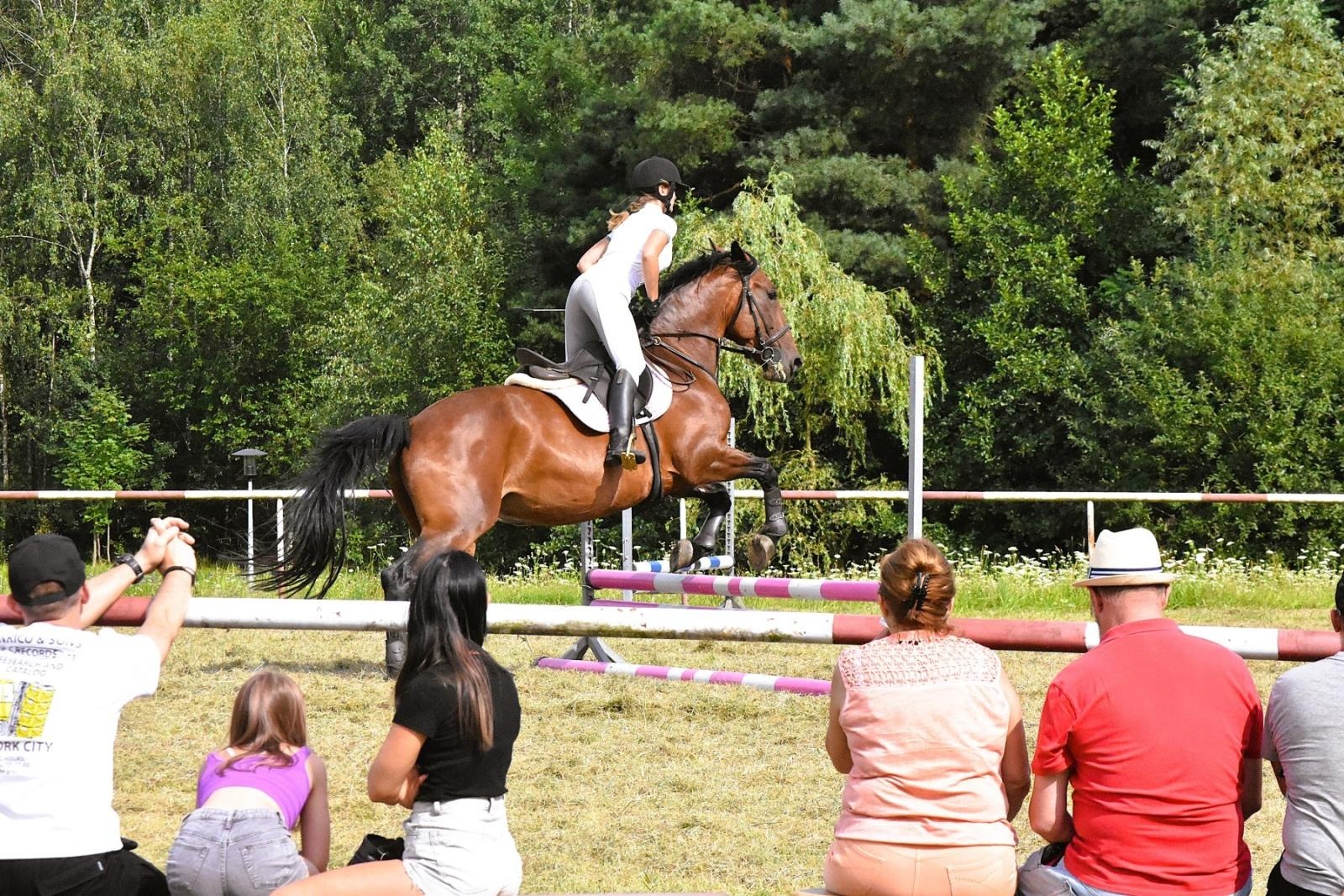 Zdjęcie w galerii na portalu naszwodzislaw.com: Lorens G. zwycięzcą Pokazu Koni Wszystkich Ras w Krostoszowicach wiadomości z regionu