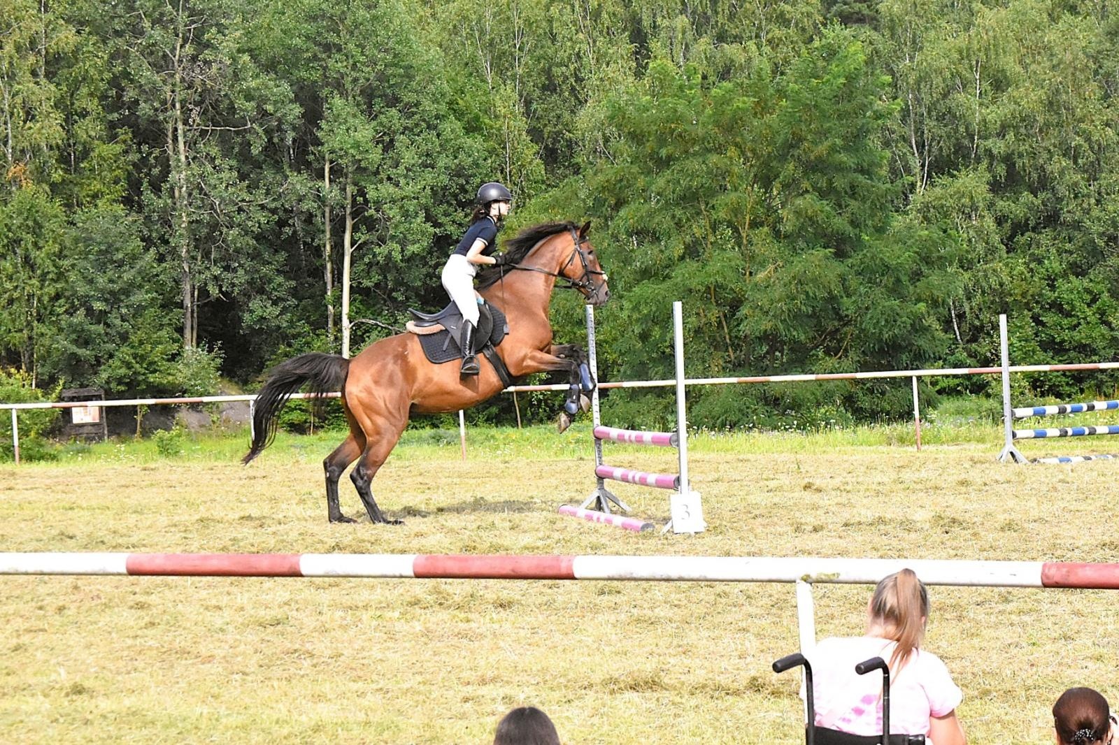 Zdjęcie w galerii na portalu naszwodzislaw.com: Lorens G. zwycięzcą Pokazu Koni Wszystkich Ras w Krostoszowicach wiadomości z regionu