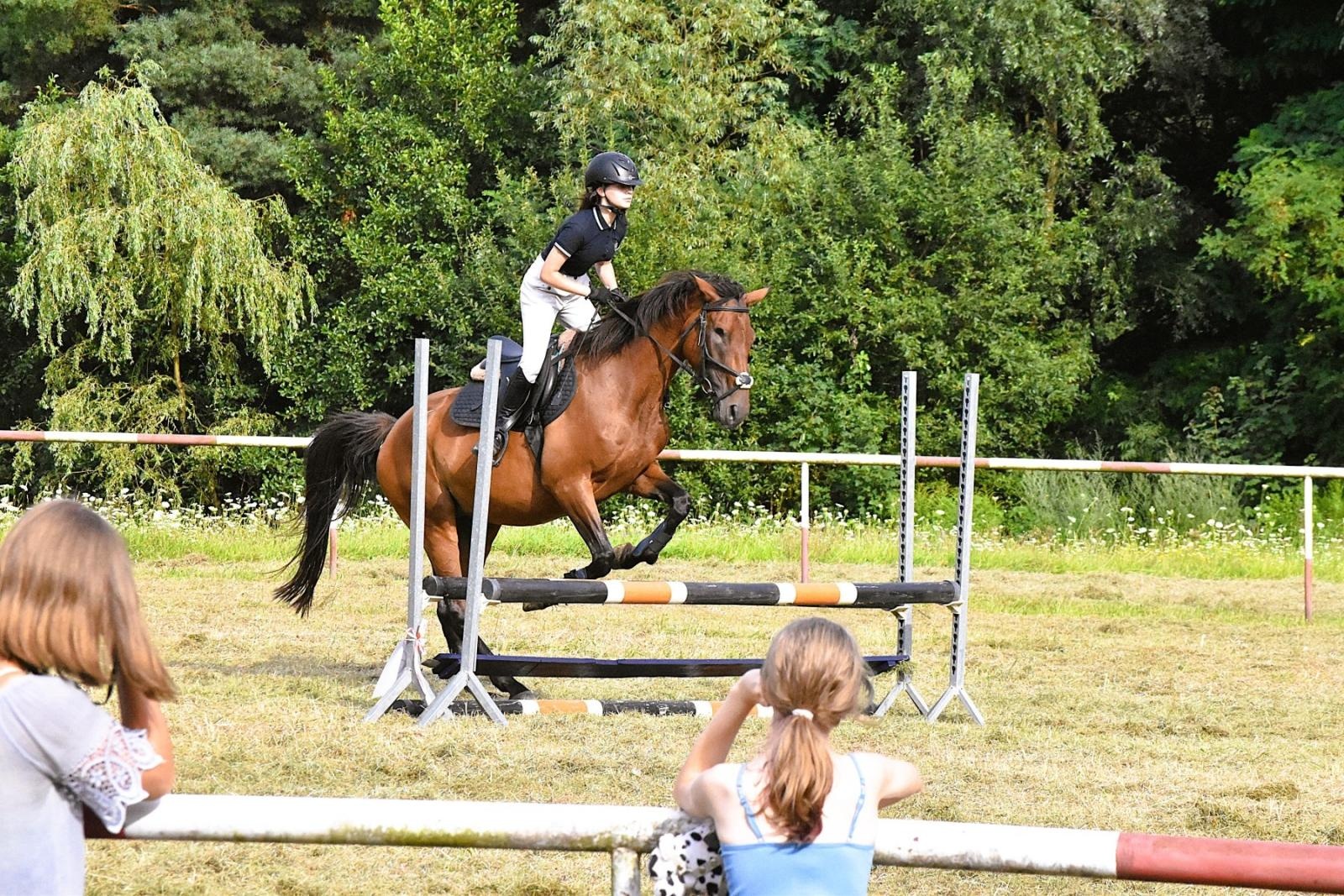 Zdjęcie w galerii na portalu naszwodzislaw.com: Lorens G. zwycięzcą Pokazu Koni Wszystkich Ras w Krostoszowicach wiadomości z regionu