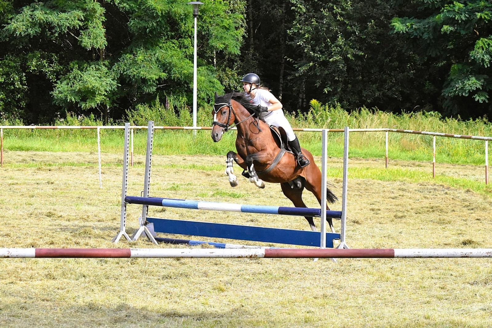 Zdjęcie w galerii na portalu naszwodzislaw.com: Lorens G. zwycięzcą Pokazu Koni Wszystkich Ras w Krostoszowicach wiadomości z regionu