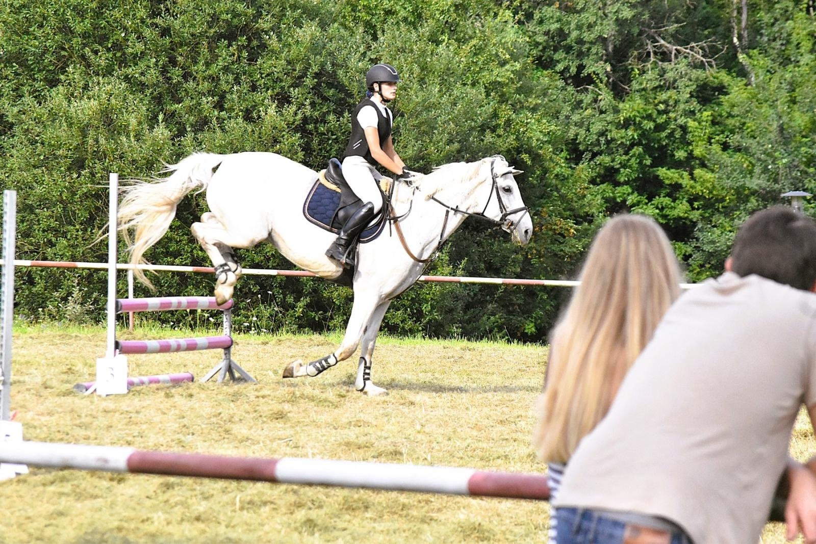 Zdjęcie w galerii na portalu naszwodzislaw.com: Lorens G. zwycięzcą Pokazu Koni Wszystkich Ras w Krostoszowicach wiadomości z regionu