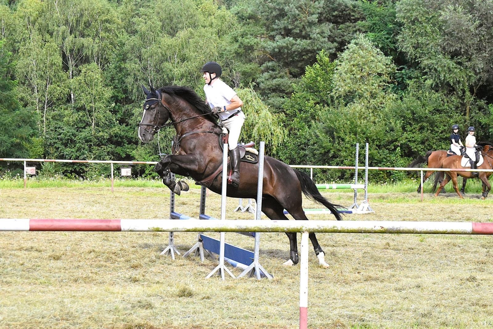 Zdjęcie w galerii na portalu naszwodzislaw.com: Lorens G. zwycięzcą Pokazu Koni Wszystkich Ras w Krostoszowicach wiadomości z regionu