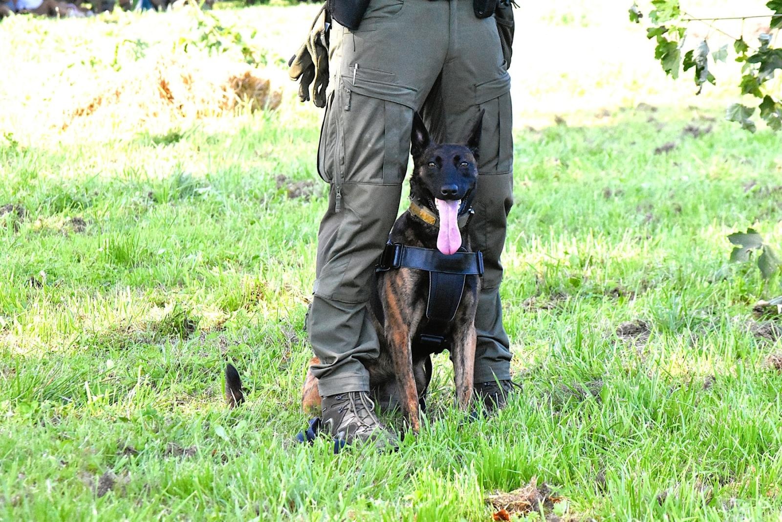 Zdjęcie w galerii na portalu naszwodzislaw.com: Tłumy na pierwszym plenerze filmowym z Franciszkiem Pieczką [FOTO] wiadomości z regionu