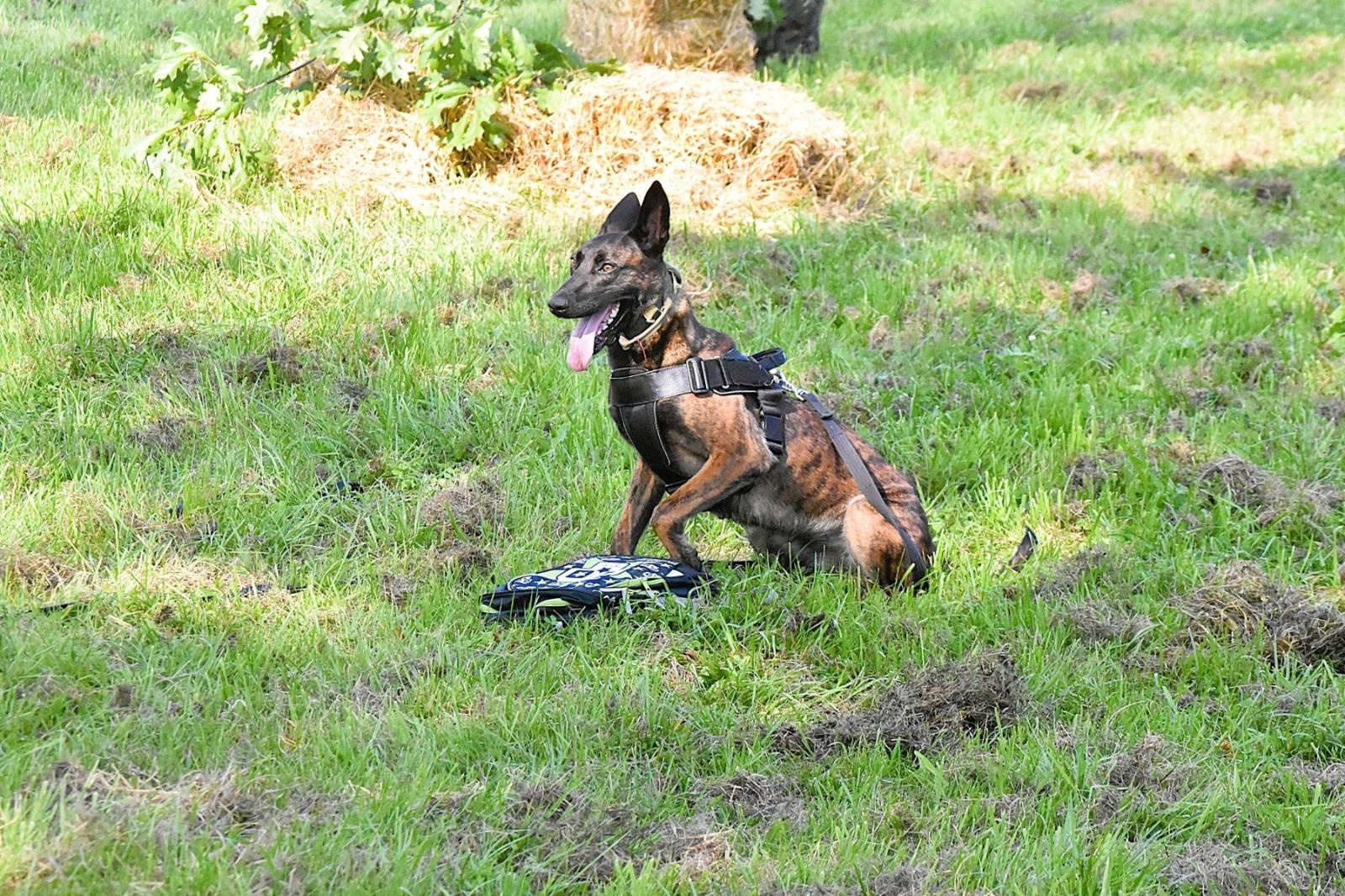 Zdjęcie w galerii na portalu naszwodzislaw.com: Tłumy na pierwszym plenerze filmowym z Franciszkiem Pieczką [FOTO] wiadomości z regionu