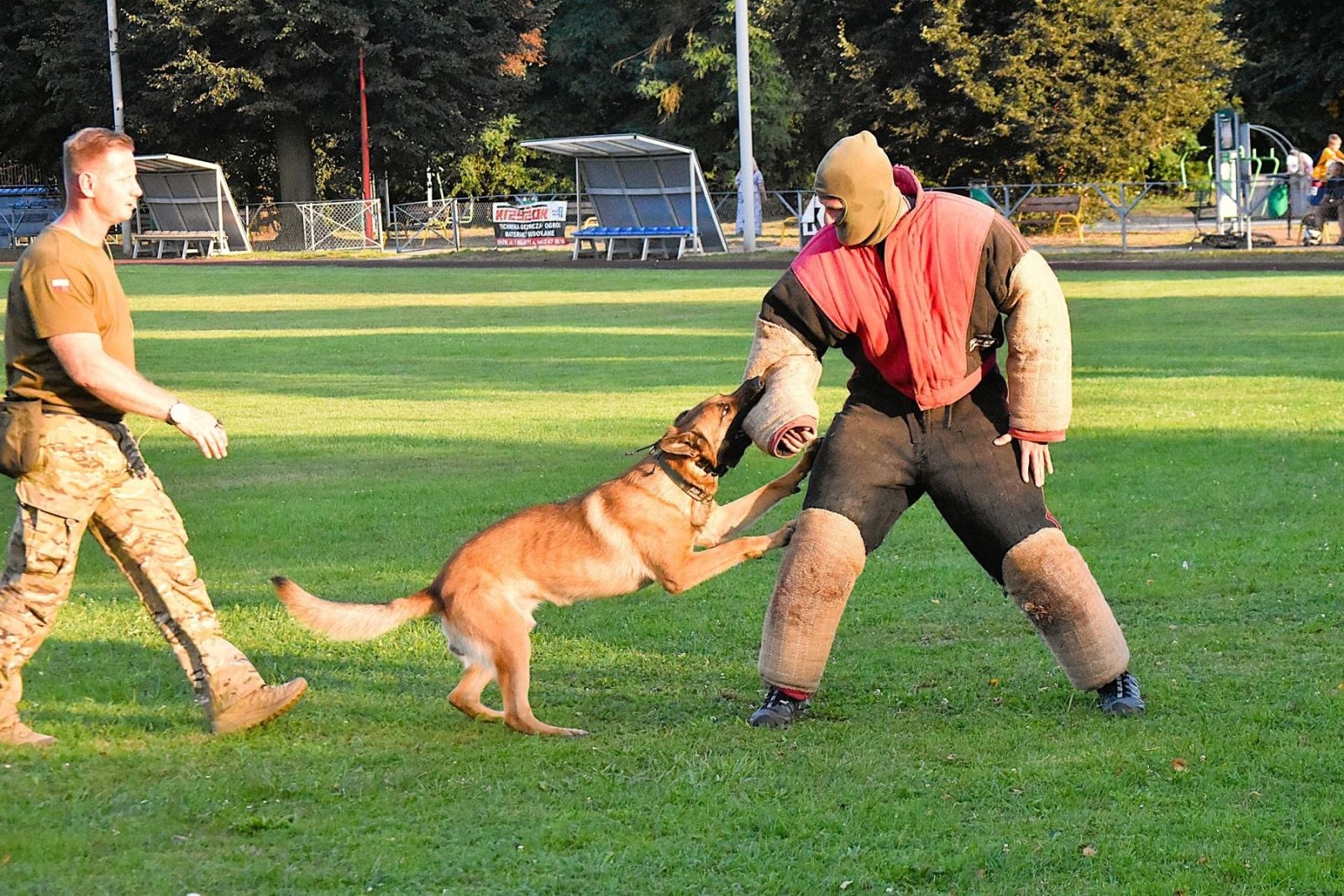 Zdjęcie w galerii na portalu naszwodzislaw.com: Tłumy na pierwszym plenerze filmowym z Franciszkiem Pieczką [FOTO] wiadomości z regionu
