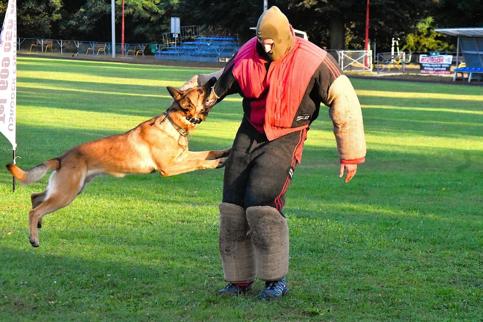 Zdjęcie w galerii na portalu naszwodzislaw.com: Tłumy na pierwszym plenerze filmowym z Franciszkiem Pieczką [FOTO] wiadomości z regionu