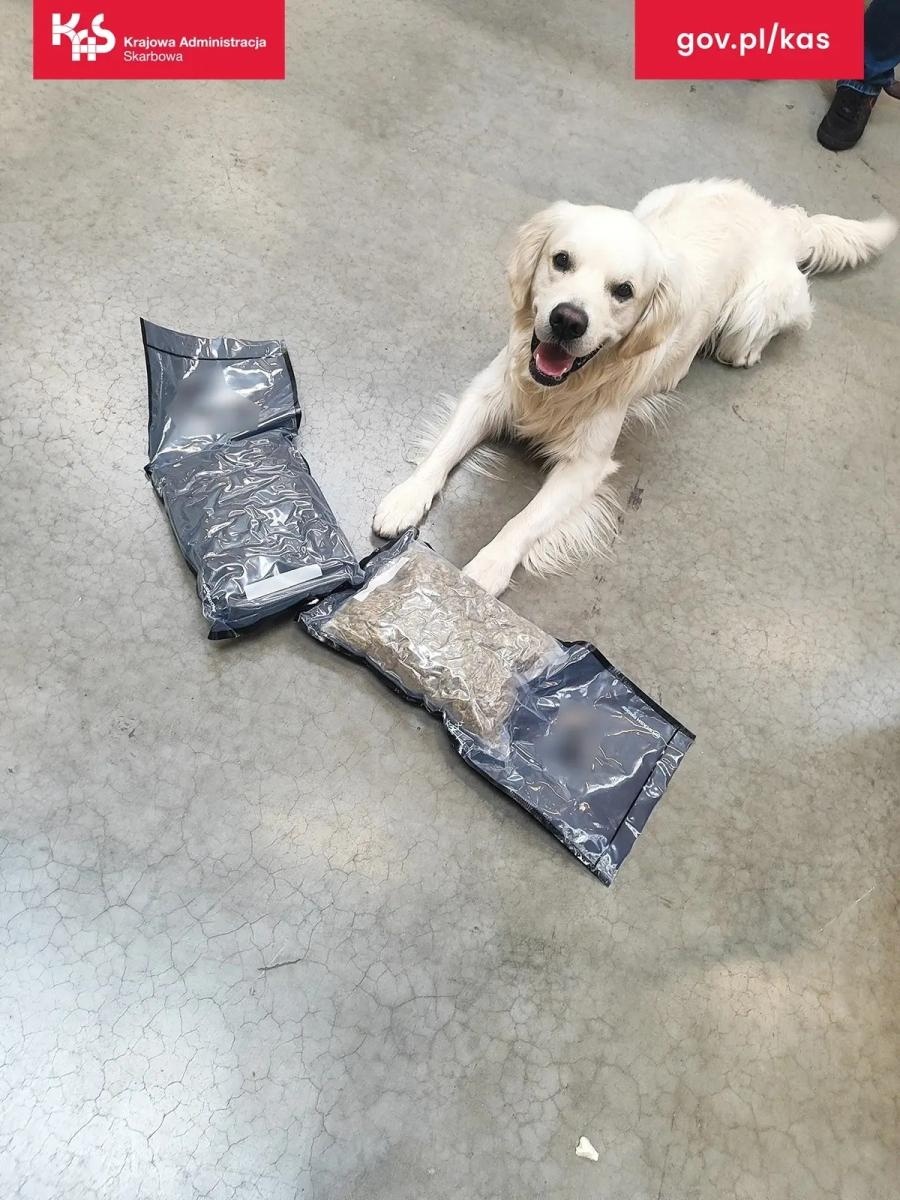 Zdjęcie w galerii na portalu naszwodzislaw.com: Służby w sortowni. Marihuana zamiast kamizelki rowerowej wiadomości z regionu