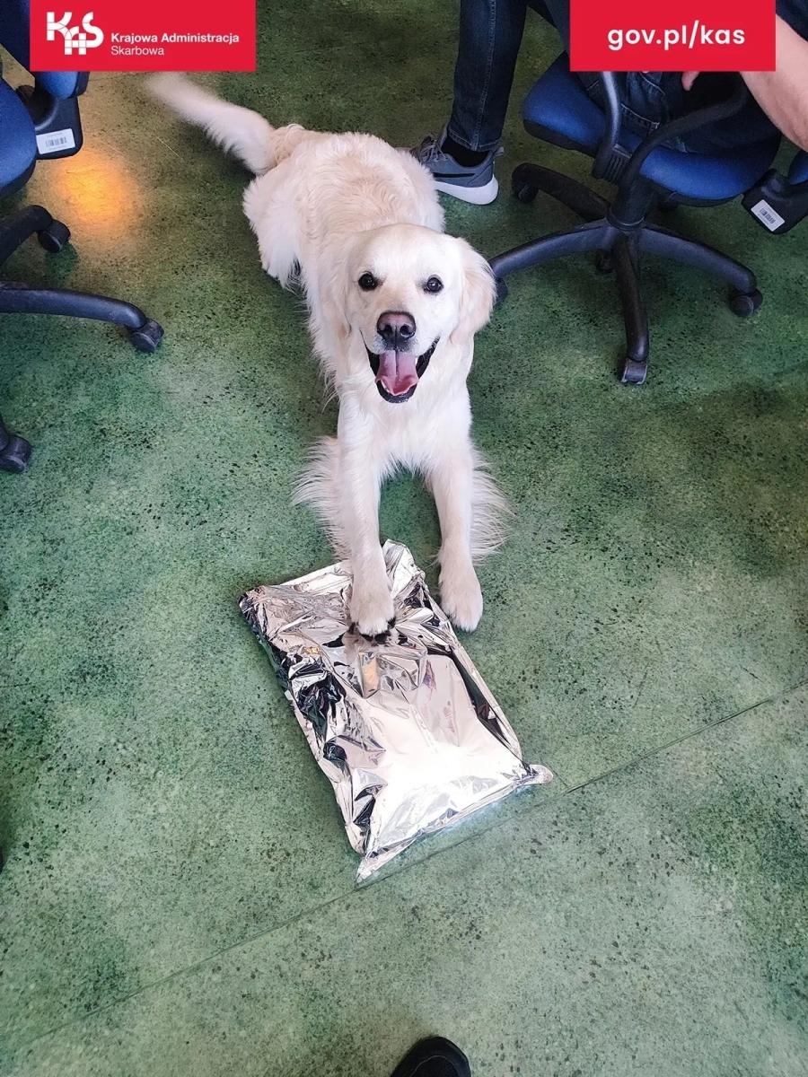 Zdjęcie w galerii na portalu naszwodzislaw.com: Pies Kodi złapał trop. KAS wykryła środki odurzające w przesyłce i mieszkaniu wiadomości z regionu