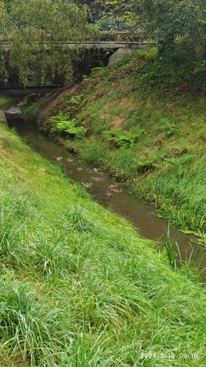 Zdjęcie w galerii na portalu naszwodzislaw.com: Czysta Leśnica. Nowa inicjatywa ekologiczna w Wodzisławiu Śląskim [FOTO] wiadomości z regionu