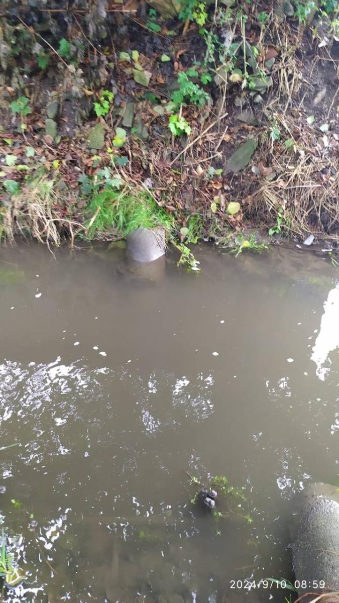 Zdjęcie w galerii na portalu naszwodzislaw.com: Czysta Leśnica. Nowa inicjatywa ekologiczna w Wodzisławiu Śląskim [FOTO] wiadomości z regionu