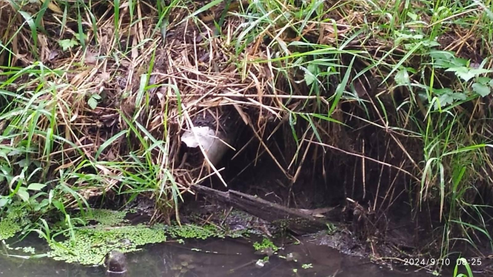 Zdjęcie w galerii na portalu naszwodzislaw.com: Czysta Leśnica. Nowa inicjatywa ekologiczna w Wodzisławiu Śląskim [FOTO] wiadomości z regionu