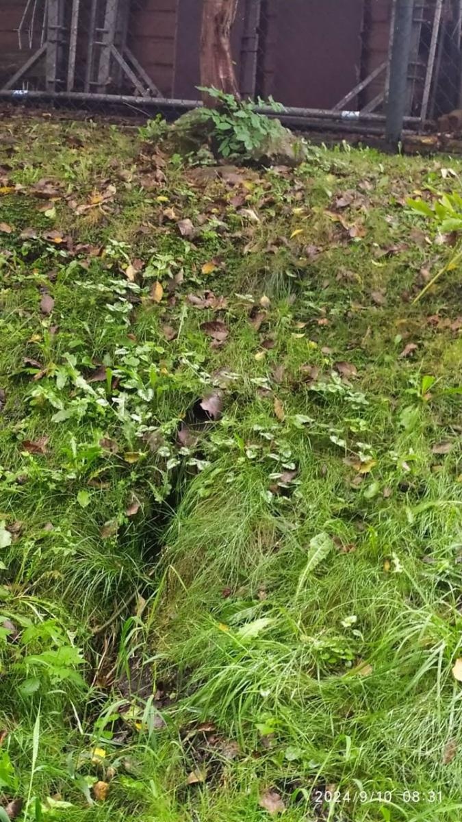 Zdjęcie w galerii na portalu naszwodzislaw.com: Czysta Leśnica. Nowa inicjatywa ekologiczna w Wodzisławiu Śląskim [FOTO] wiadomości z regionu