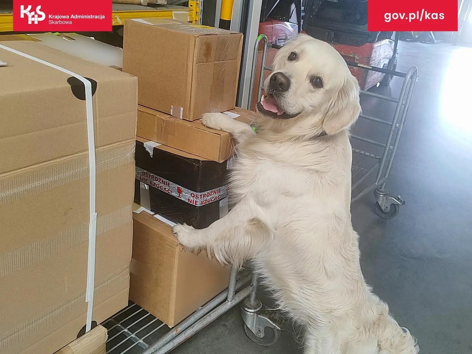 Zdjęcie w galerii na portalu naszwodzislaw.com: Marihuana w przesyłce z USA. KAS zabezpieczyła ponad pół kilograma narkotyku wiadomości z regionu