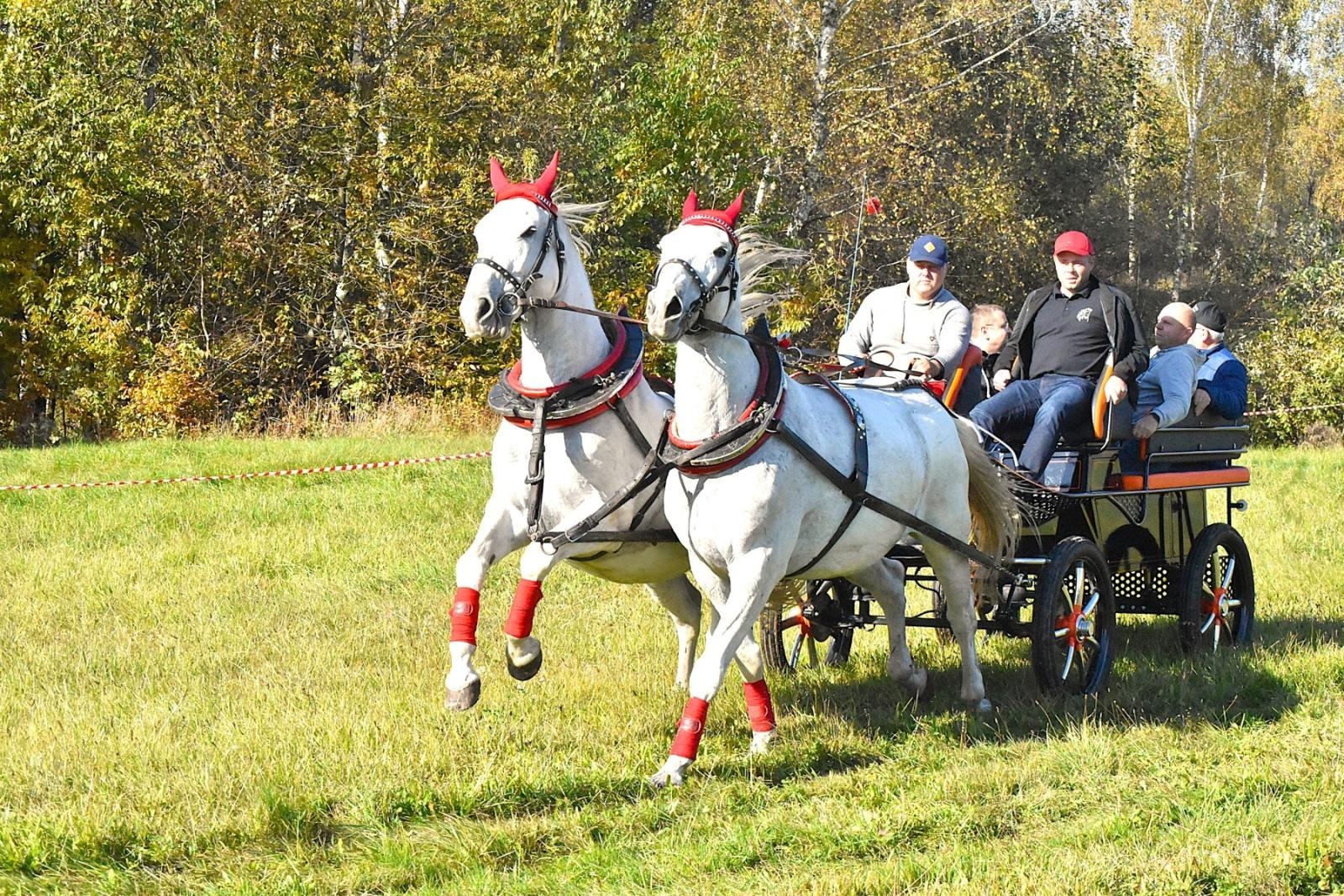 Zdjęcie w galerii na portalu naszwodzislaw.com: Hubertus w Krostoszowicach przyciągnął wielu jeźdźców i widzów. Martyna i Karolina dopadły lisiej kity [FOTO] wiadomości z regionu