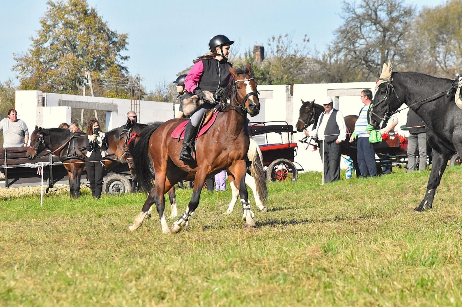 Zdjęcie w galerii na portalu naszwodzislaw.com: Hubertus w Krostoszowicach przyciągnął wielu jeźdźców i widzów. Martyna i Karolina dopadły lisiej kity [FOTO] wiadomości z regionu