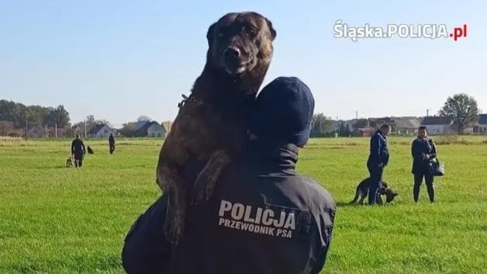 Zdjęcie w galerii na portalu naszwodzislaw.com: Warsztaty szkoleniowe z czeskimi policjantami w ramach polsko-czeskiej współpracy kynologicznej wiadomości z regionu