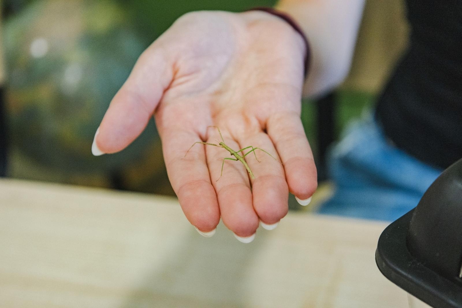 Zdjęcie w galerii na portalu naszwodzislaw.com: W wodzisławskiej SP 2 otwarto Zieloną Pracownię [FOTO] wiadomości z regionu