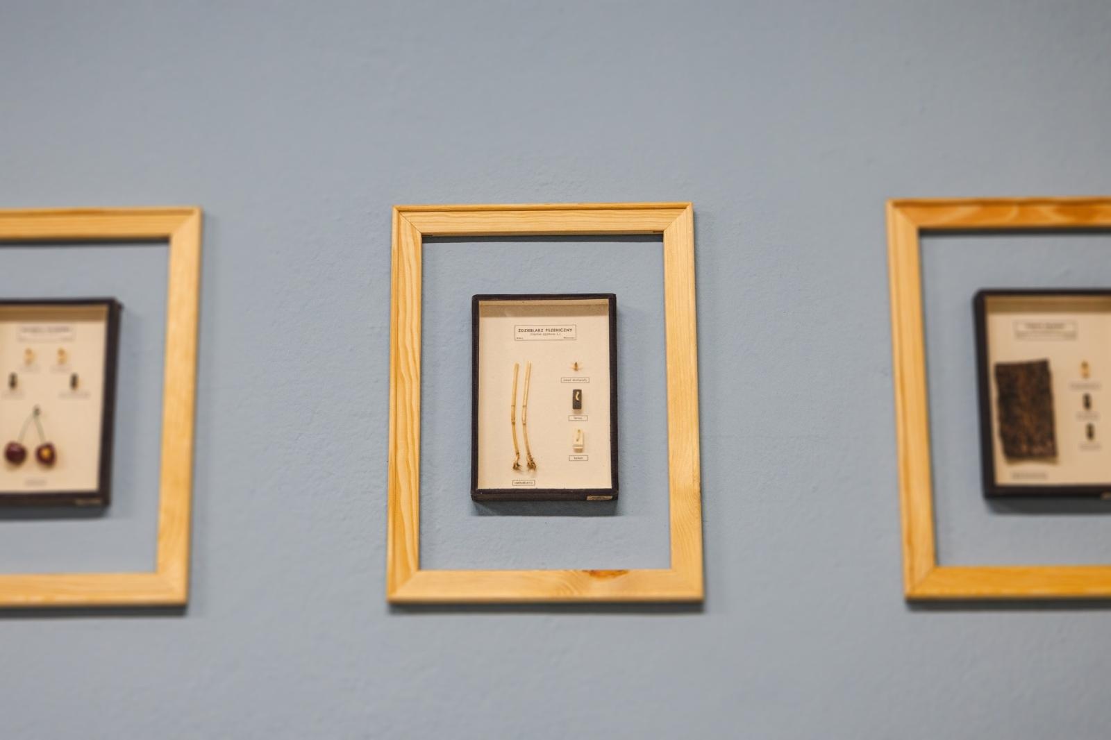 Zdjęcie w galerii na portalu naszwodzislaw.com: W wodzisławskiej SP 2 otwarto Zieloną Pracownię [FOTO] wiadomości z regionu